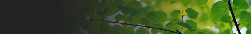 Banner Photo