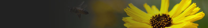 Banner Photo