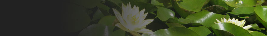 Banner Photo