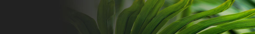 Banner Photo