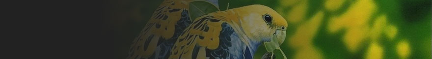 Banner Photo