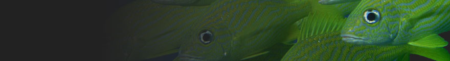 Banner Photo