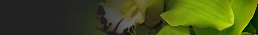 Banner Photo