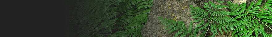 Banner Photo