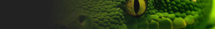 Banner Photo
