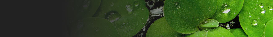 Banner Photo