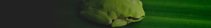 Banner Photo