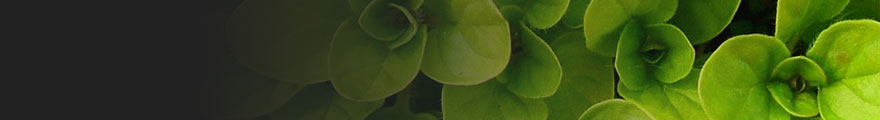 Banner Photo