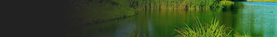 Banner Photo